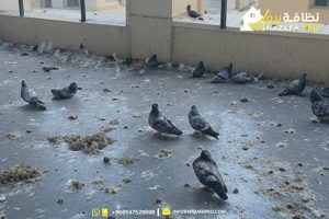 أفضل-طرق-طارد-الحمام
