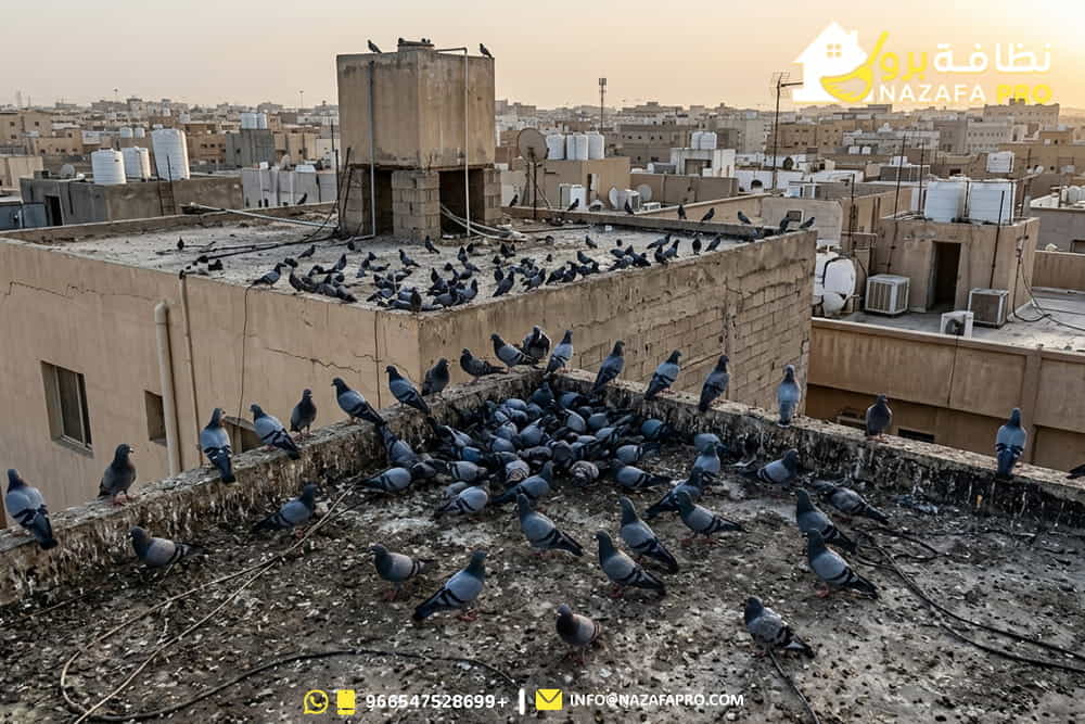 تركيب-طارد-حمام-بحفر-الباطن طارد-حمام-بحفر-الباطن تركيب-طارد-حمام شركة-تركيب-طارد-حمام-بحفر-الباطن طارد-حمام-بدون-ضرر طرد-الحمام-من-السطح التخلص-من-الحمام-نهائيًا تركيب-شبك-طارد-حمام تركيب-أشواك-طارد-حمام شركة-تنظيف-بحفر-الباطن شركة-تنظيف-في-حفر-الباطن شركة-تنظيف-منازل-بحفر-الباطن خدمات-تنظيف-شاملة-بحفر-الباطن تنظيف-الأسطح حماية-الأسطح-من-الحمام مكافحة-الحشرات-بحفر-الباطن شركة-مكافحة-حشرات-بحفر-الباطن نظافة-برو